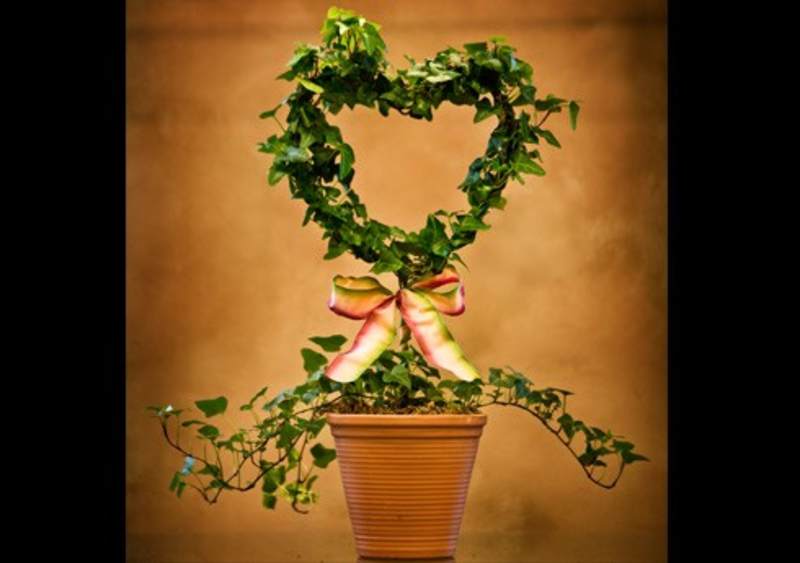 European Gardens and Plants