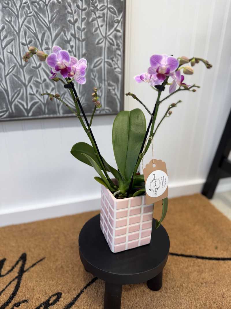 Potted Orchids