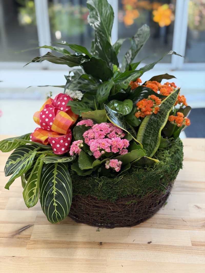Large Dish Garden
