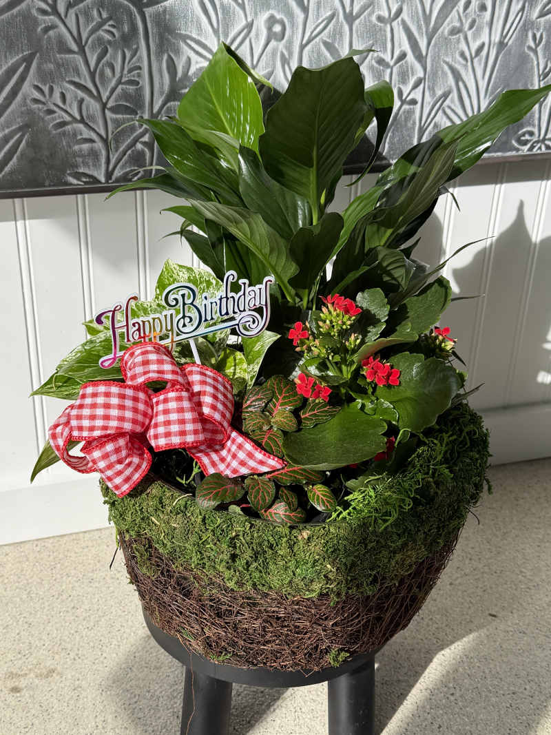 Dish Garden 