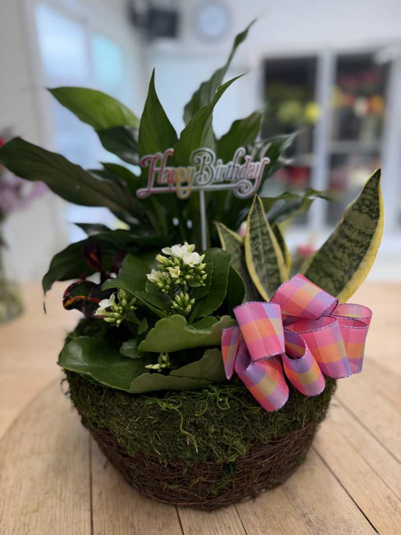Dish Garden