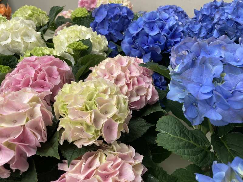 Hydrangea