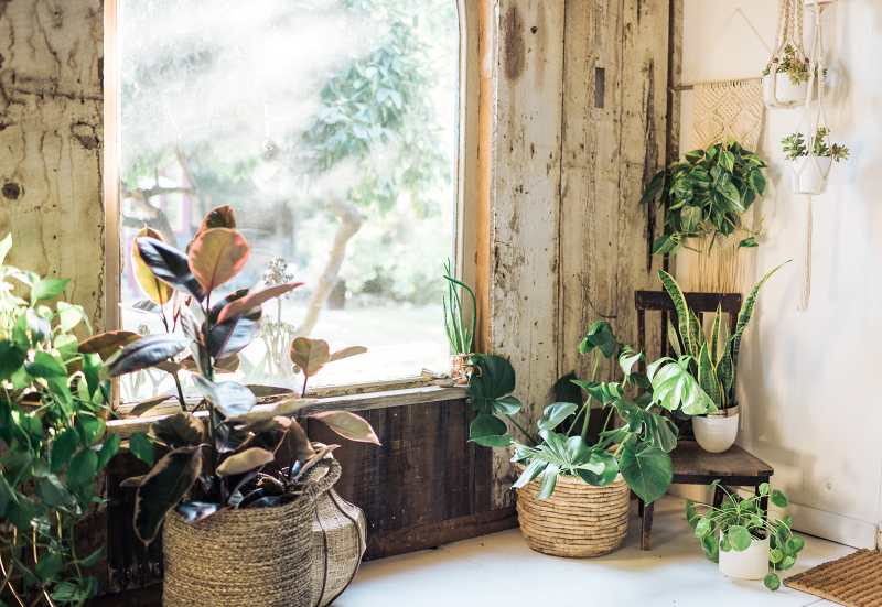 Plant Styling