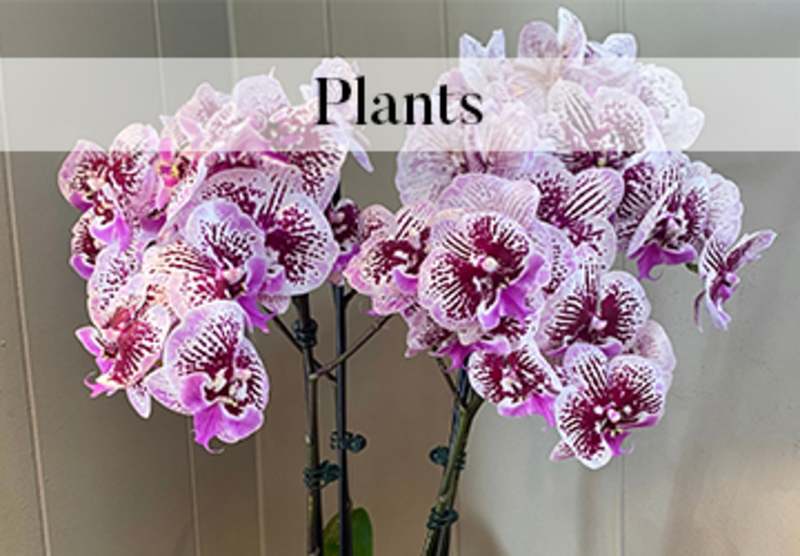Plants