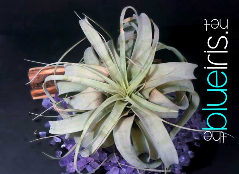 Projects/BloomSnaps/ETC