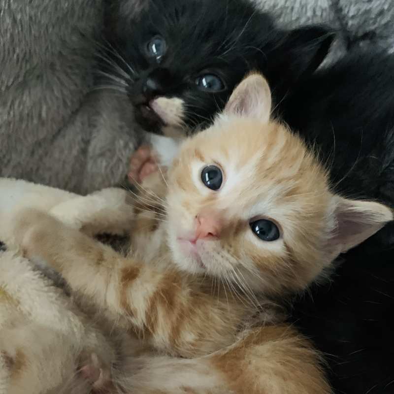 Meet the Fosters 