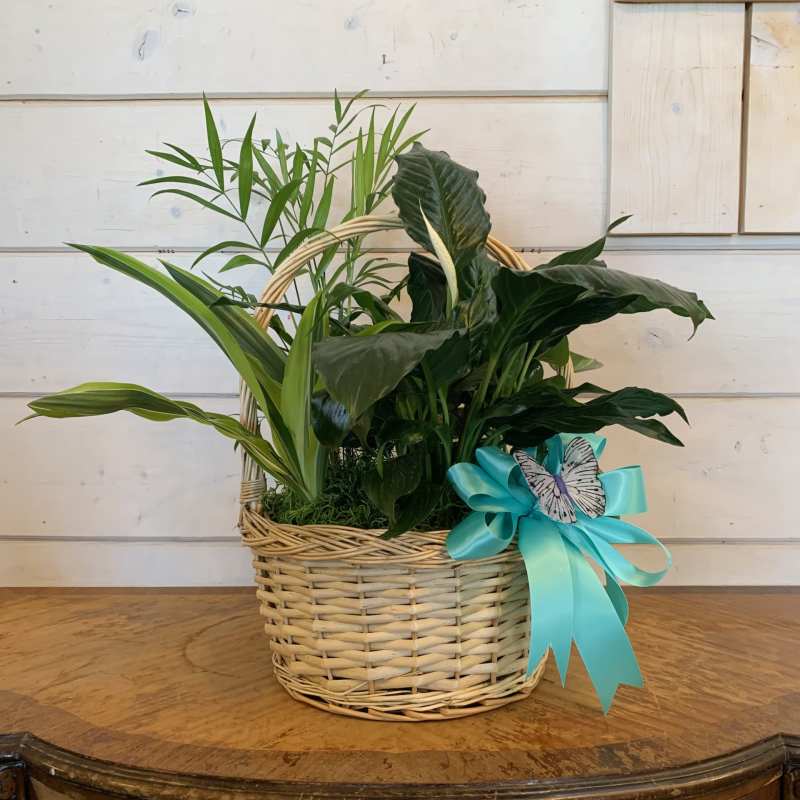 Living Arrangements | Plants
