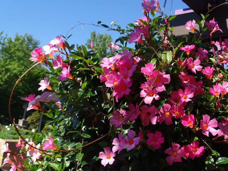 Garden Center, Annuals & Perennials