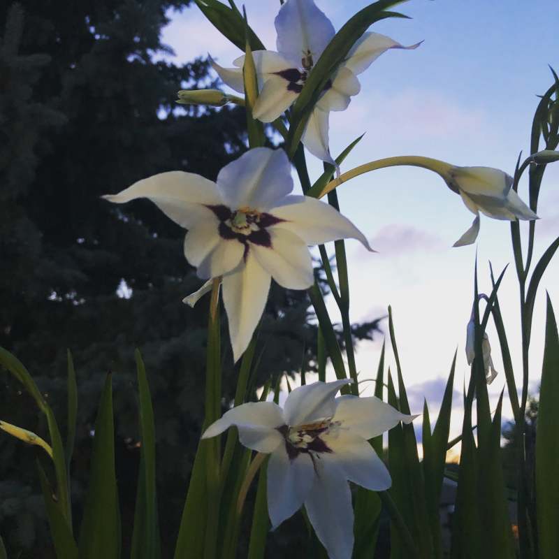 Seasonal Cutting Garden