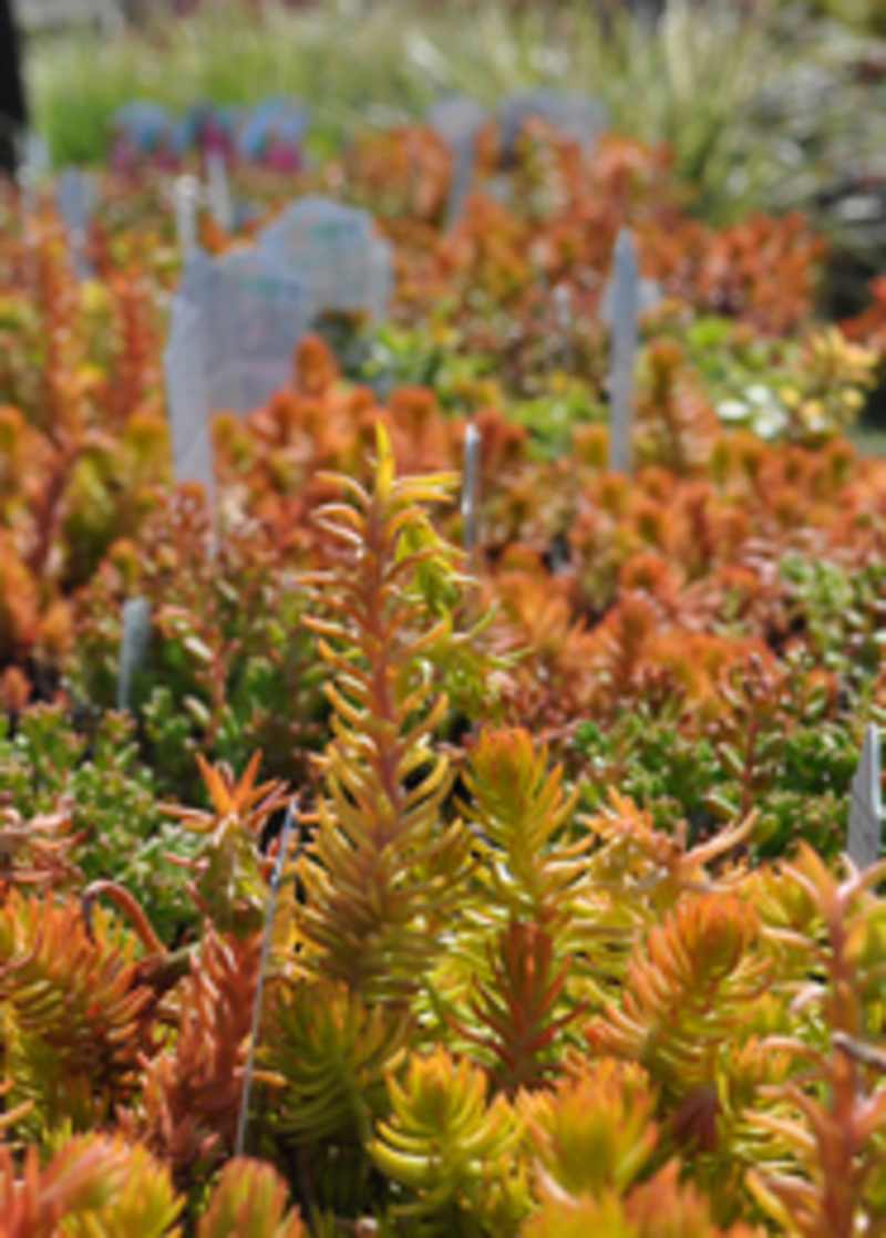 Perennials & Ornamental Grasses