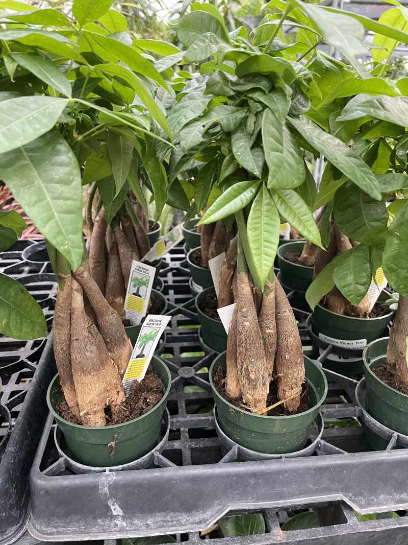 Indoor Plants