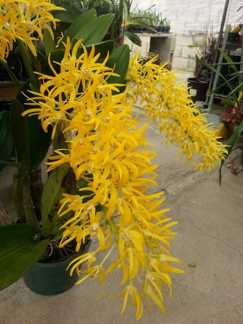 Orchids