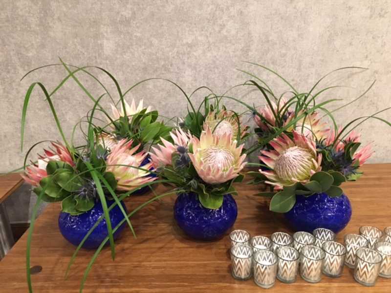 king protea