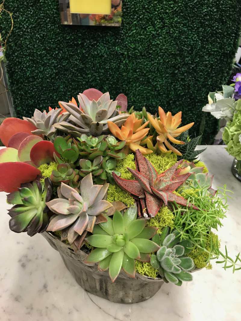 Interior Plantings
