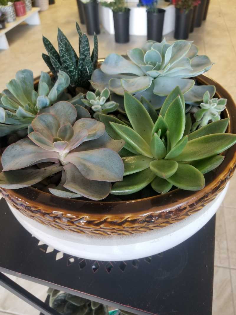 Live Indoor Plants
