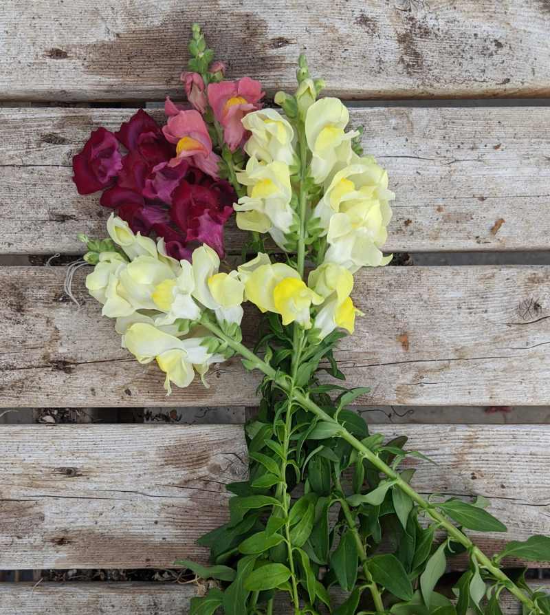 Cut Flower Gardens