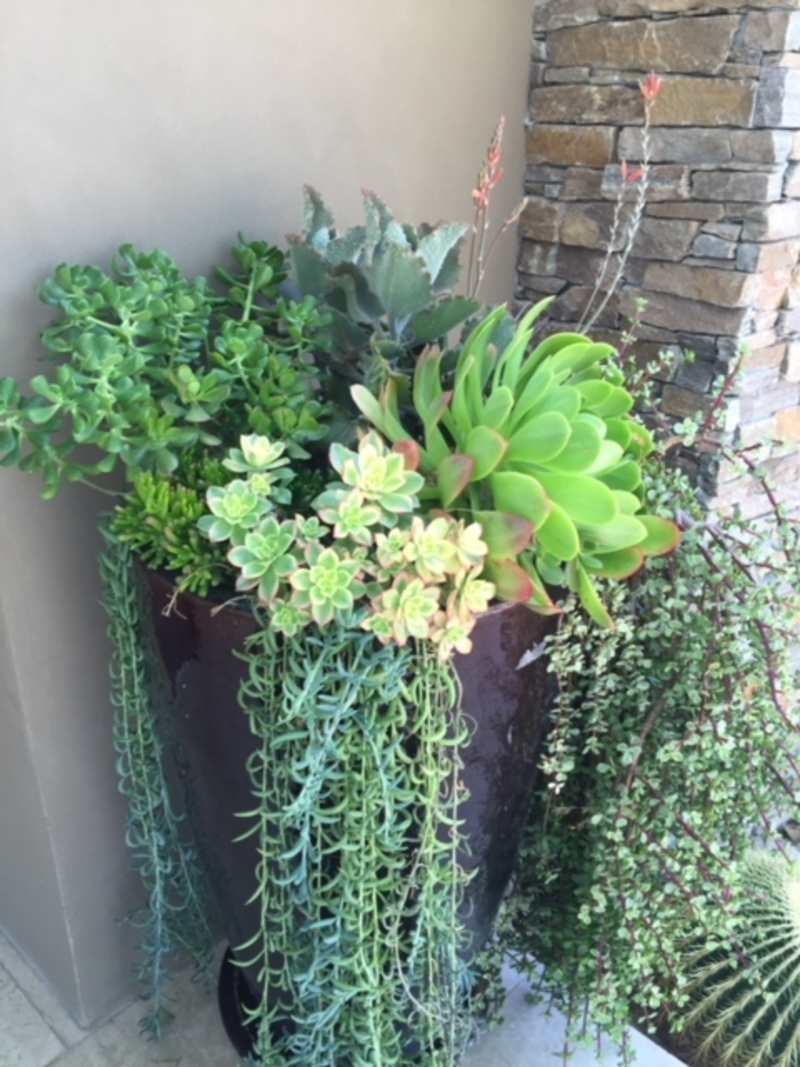 patio/courtyard landscaping