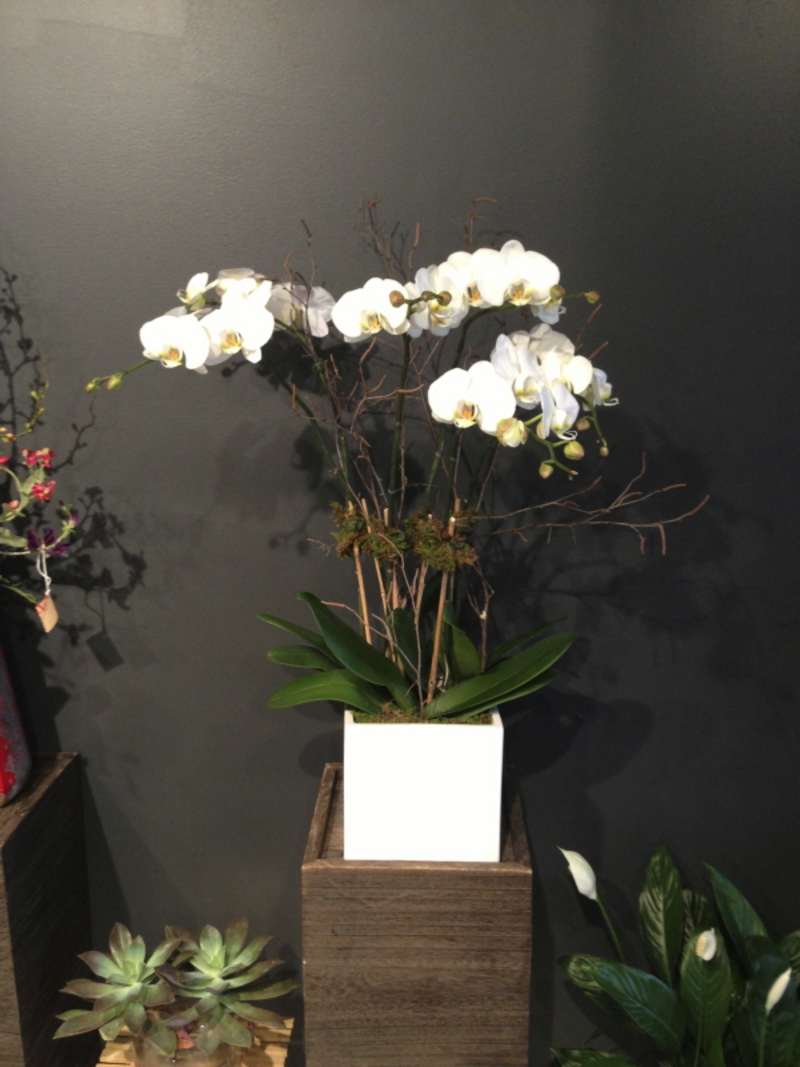 Plants