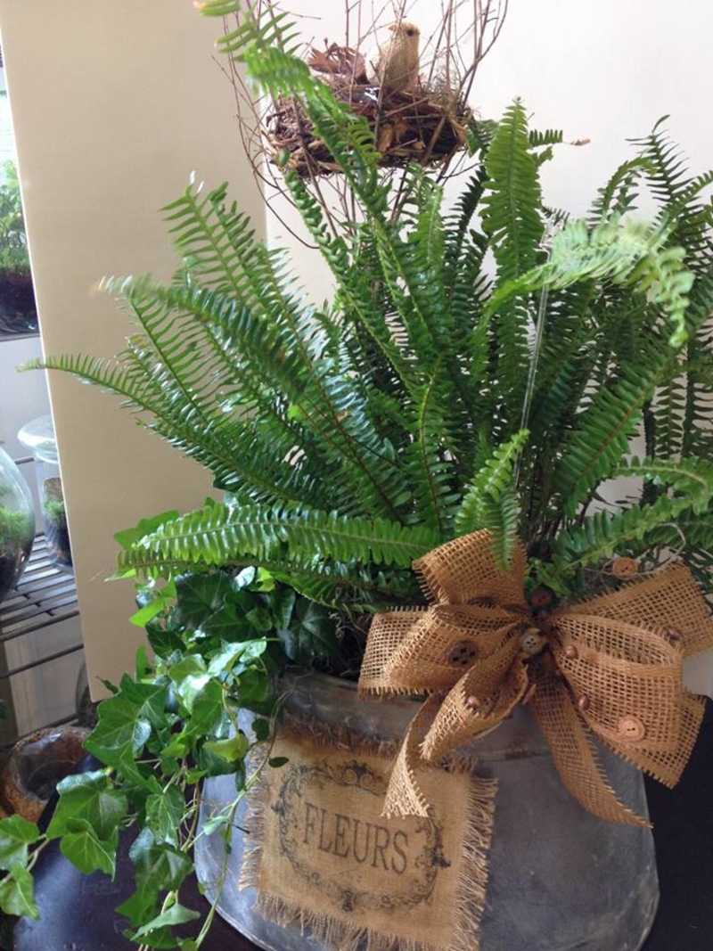 Plant Baskets