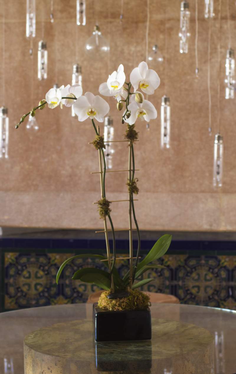 Orchids