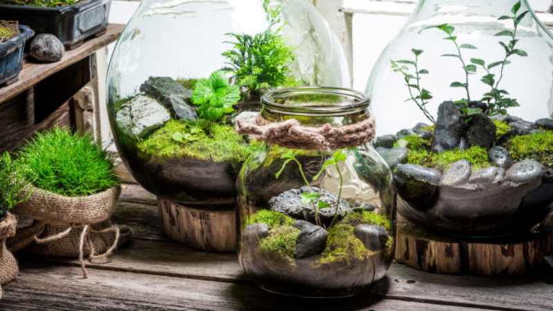 Terrariums