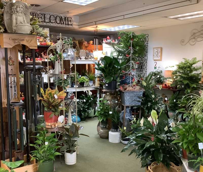Plants