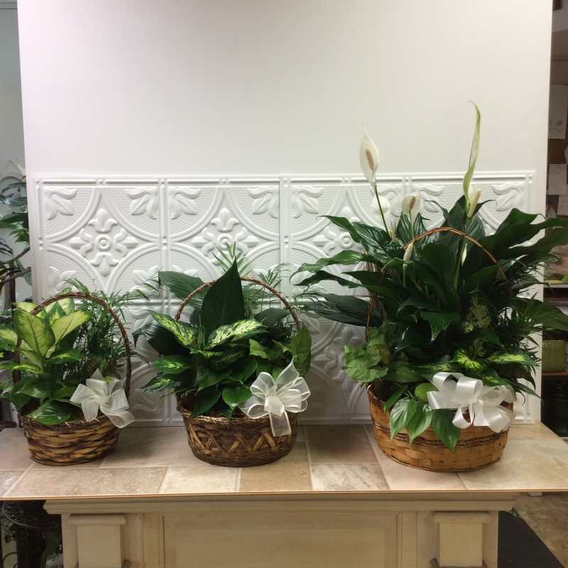 Plant 5