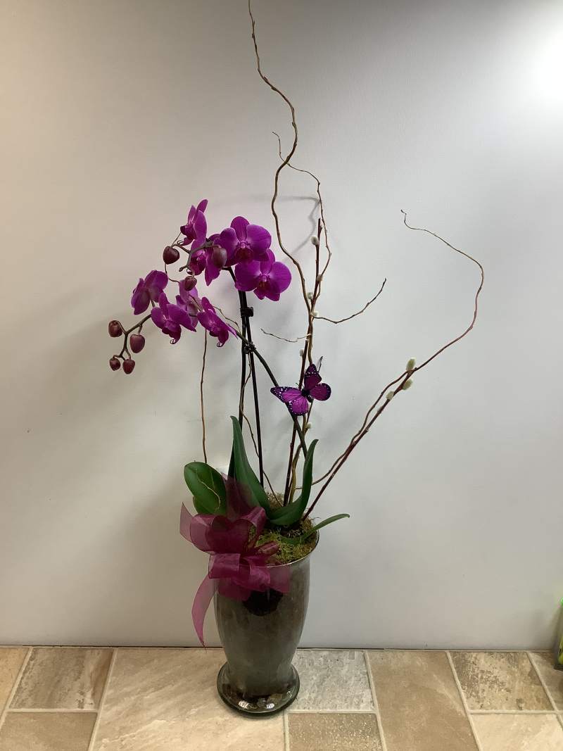 Plant 6