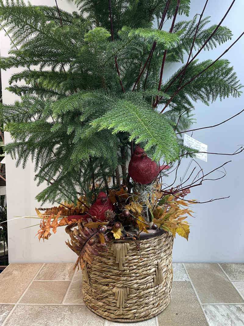 Plant 7
