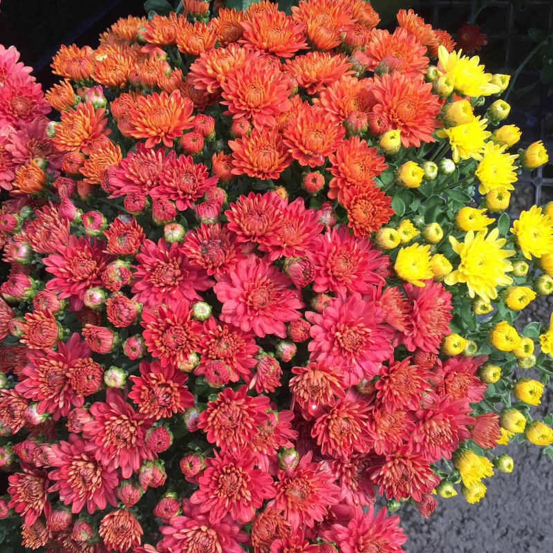 Fall Plants