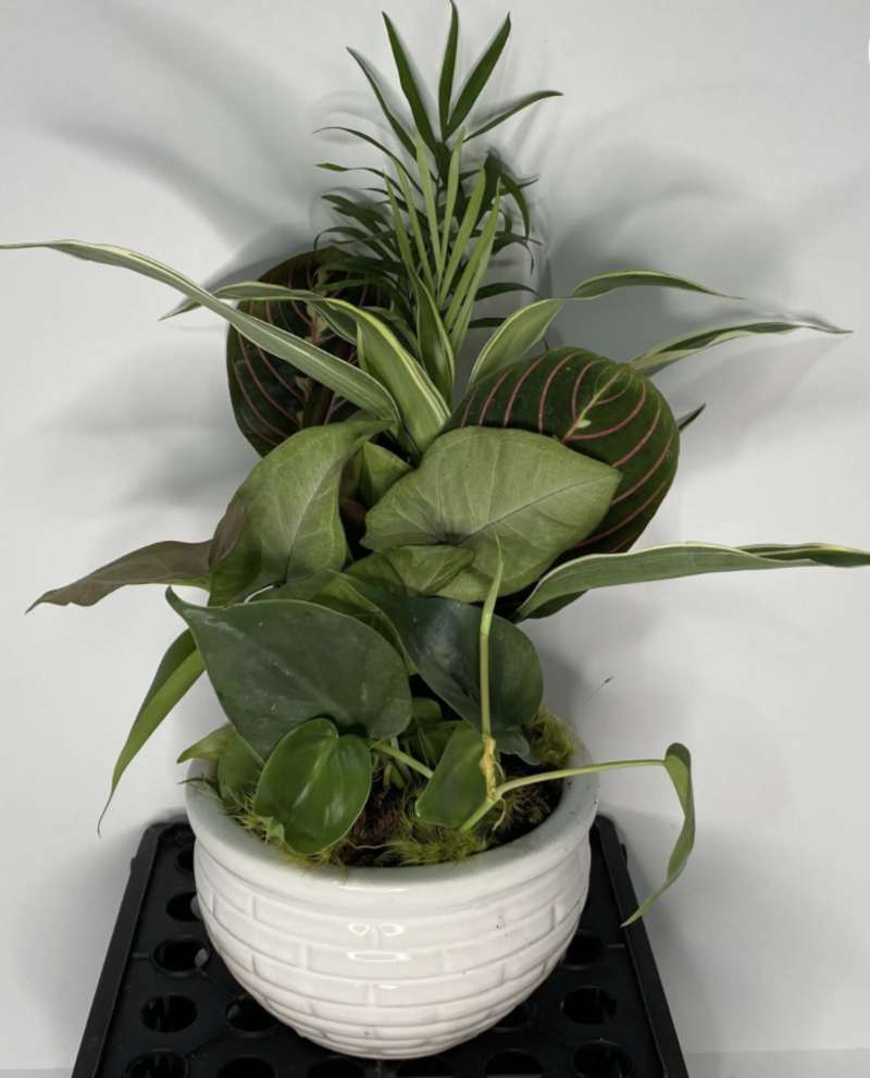 Plants