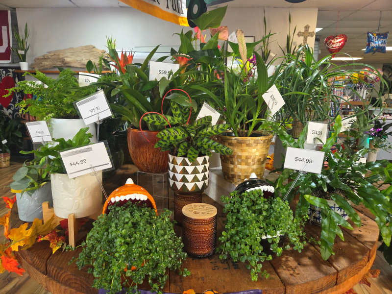 Houseplants