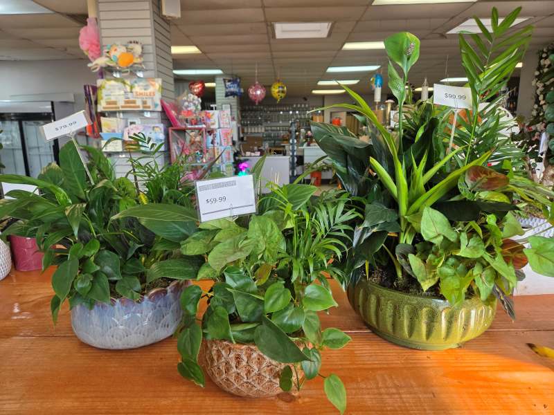 Dish Garden - 3 Sizes