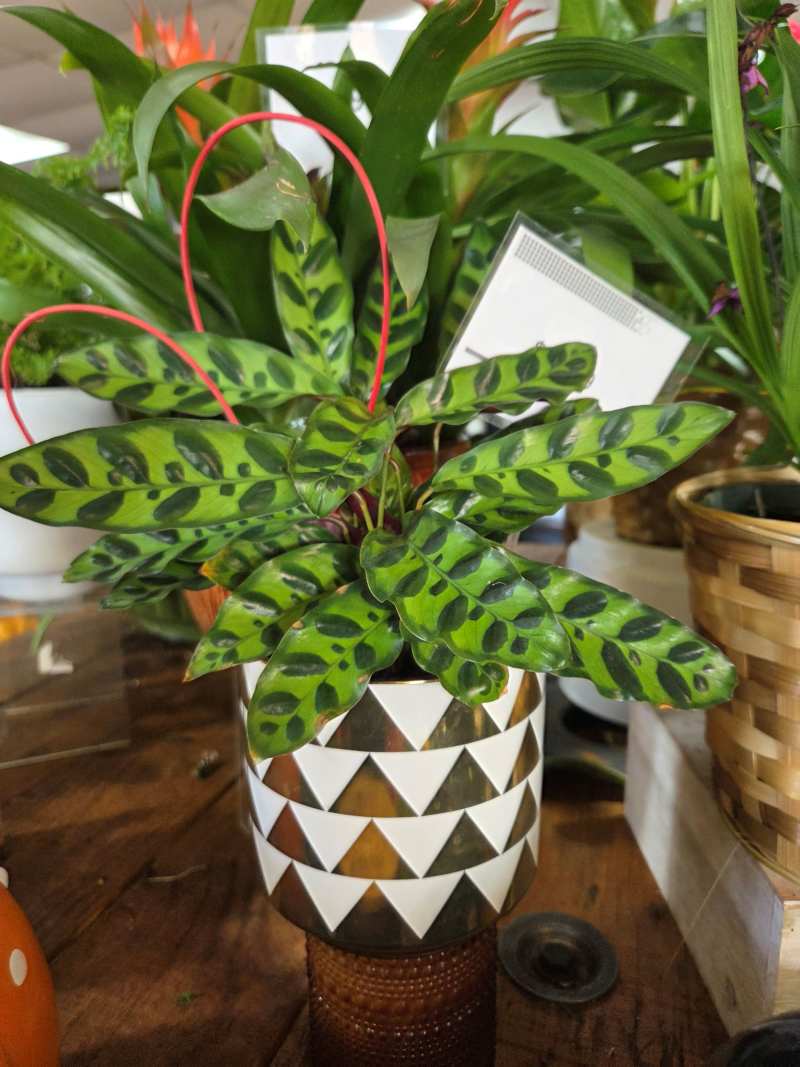 Rattlesnake Plant