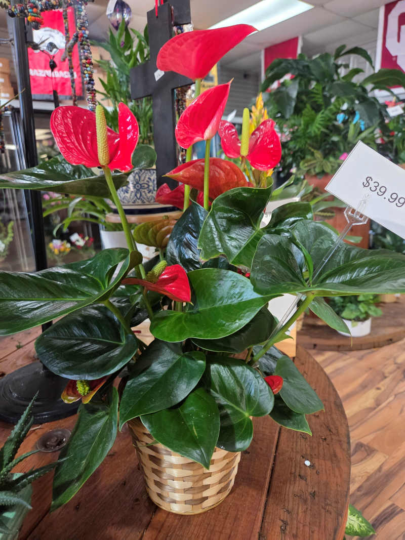 Anthurium