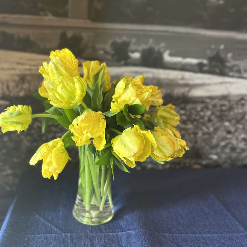 Yellow Parrot Tulips