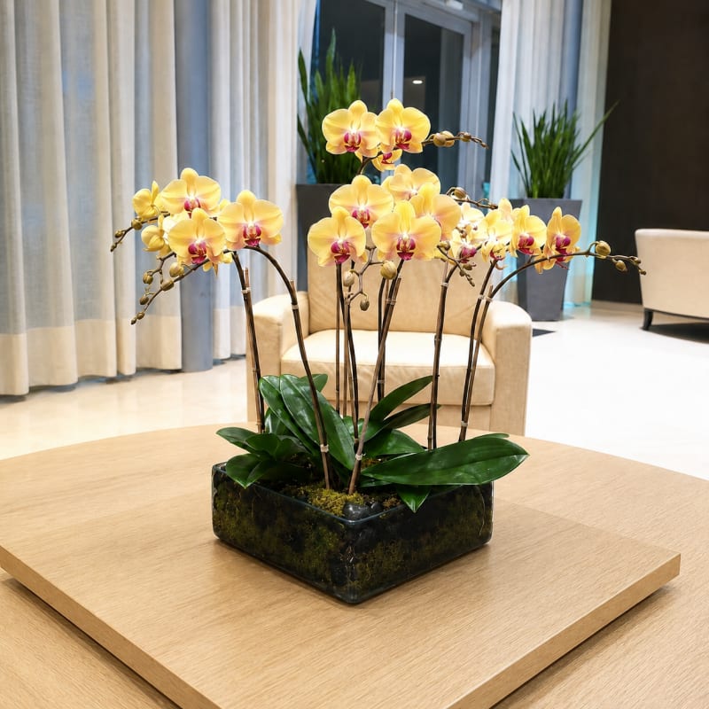 Orchid Account